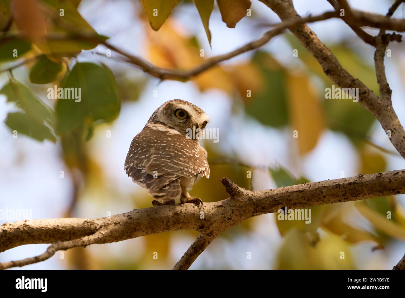 Male owl on the branch of a sal tree, Bandhavgarh National Park, India Stock Photo