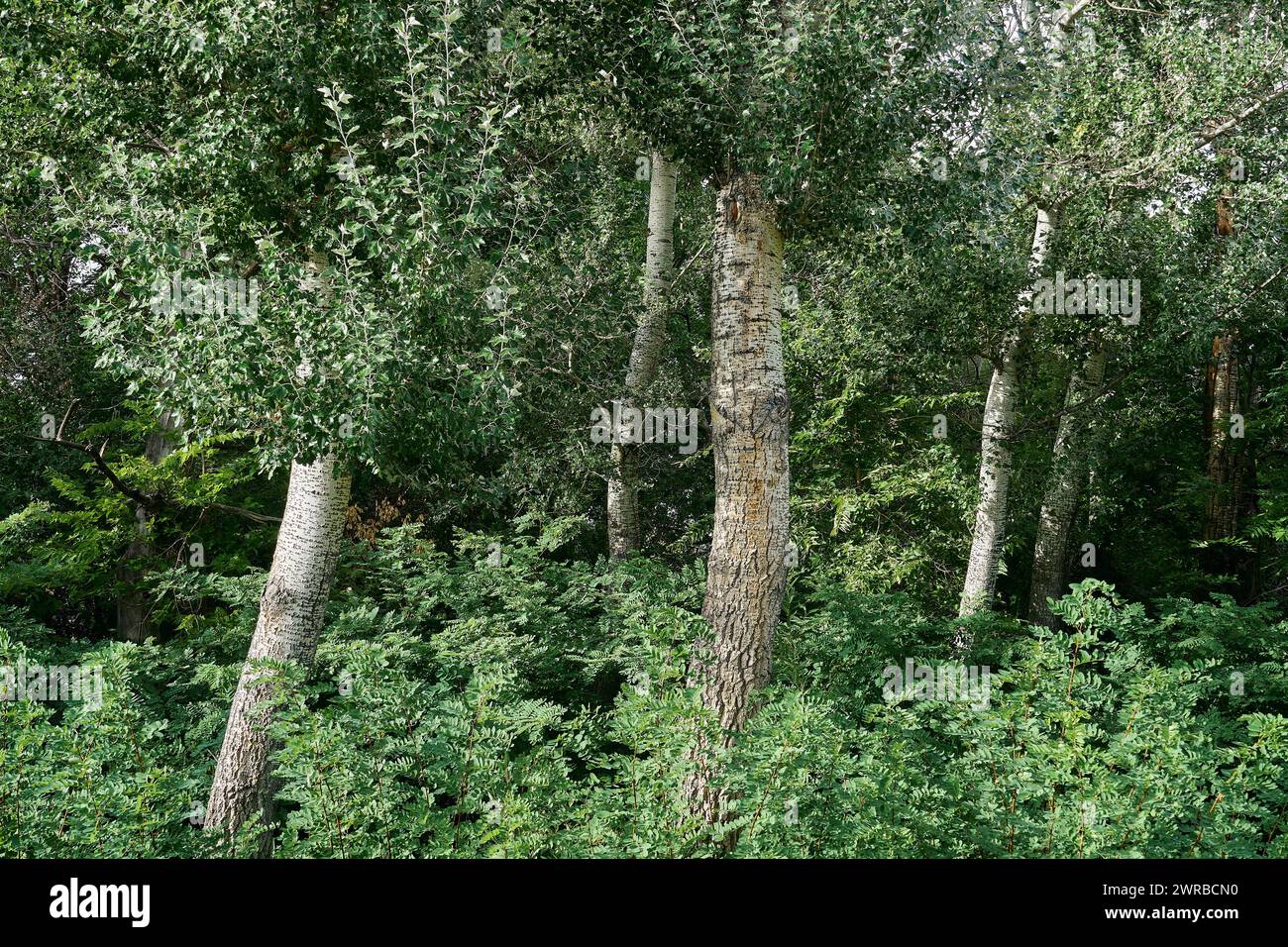 White Poplar Woodland Stock Photo