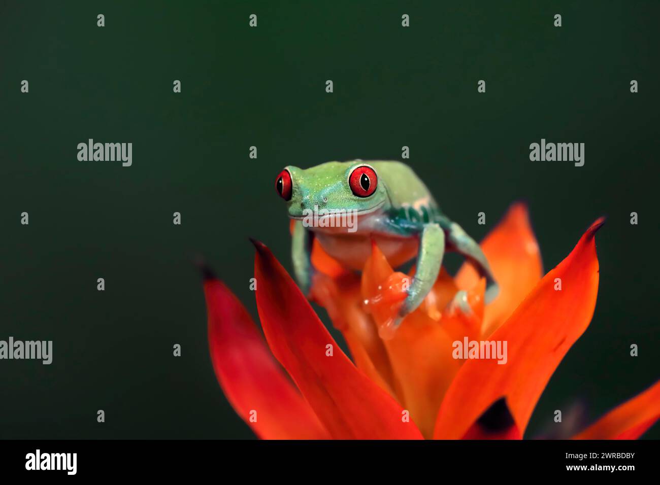Red-eyed tree frog (Agalychnis callidryas), adult, on bromeliad, captive, Central America Stock Photo