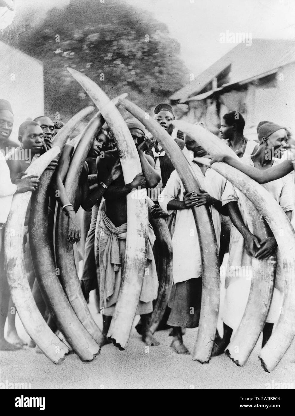 Natives with ivory tusks, Dar Es Salaam, Tanganyika, Carpenter, Frank G. (Frank George), 1855-1924, collector, between ca. 1880 and 1923, Men, Tanzania, Dar es Salaam, 1880-1930, Photographic prints, 1880-1930., Photographic prints, 1880-1930, 1 photographic print Stock Photo