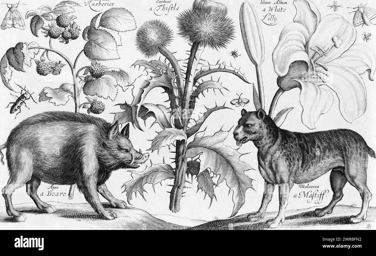 Boar, mastiff, thistle, raspberries, lily, moths and insects, Hollar, Wenceslaus, 1607-1677, engraver, between 1625 and 1677, Swine, 1620-1680, Engravings, 1620-1680., Engravings, 1620-1680, 1 print: engraving Stock Photo