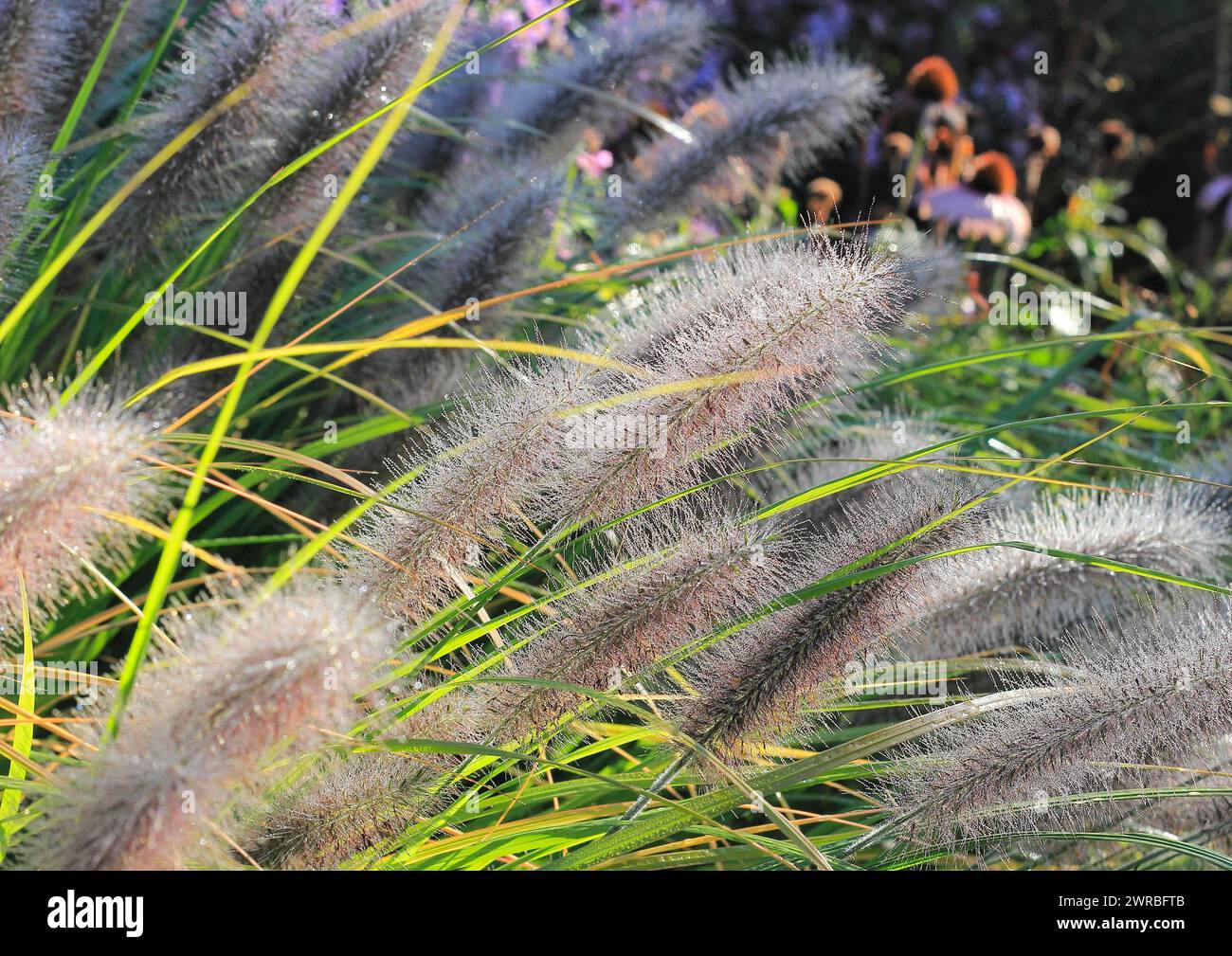 Dwarf fountain grass (Pennisetum alopecuroides), North Rhine-Westphalia, Germany Stock Photo