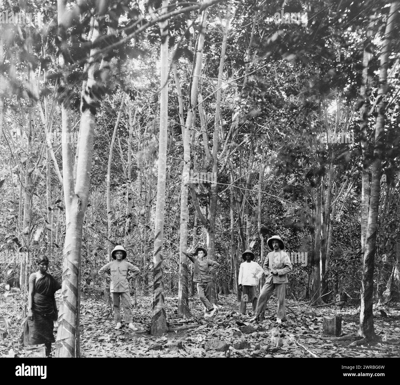 Five people among rubber trees, Singapore, between 1890 and 1923, Rubber trees, Singapore, 1890-1930, Photographic prints, 1890-1930., Photographic prints, 1890-1930, 1 photographic print Stock Photo