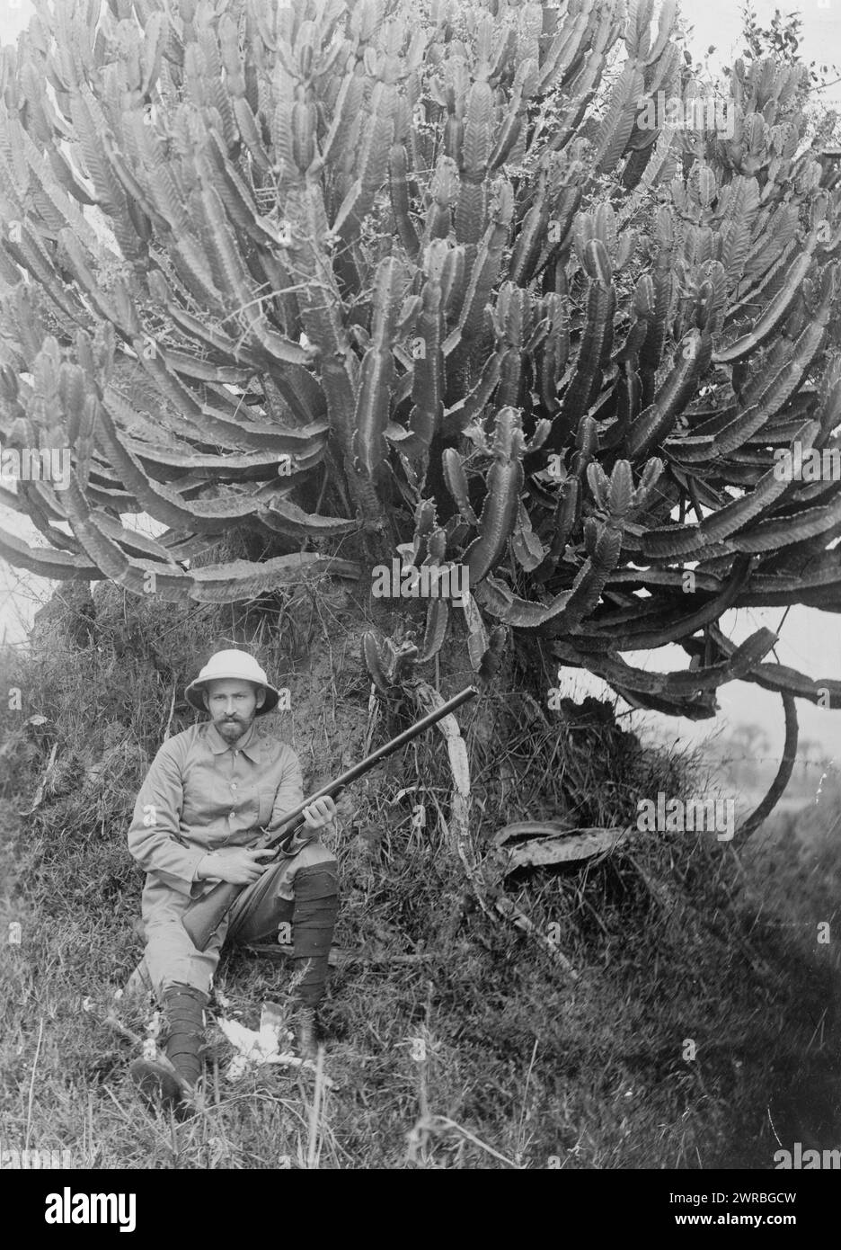 Africa, rubber tree, A man, possibly Homer L. Shantz, full-length portrait, holding a rifle, seated on the ground in front of a large rubber plant., between 1915 and 1923, Shantz, H. L., (Homer LeRoy), 1876-1958, Journeys, Africa, Photographic prints, 1910-1930., Portrait photographs, 1910-1930, Photographic prints, 1910-1930, 1 photographic print Stock Photo