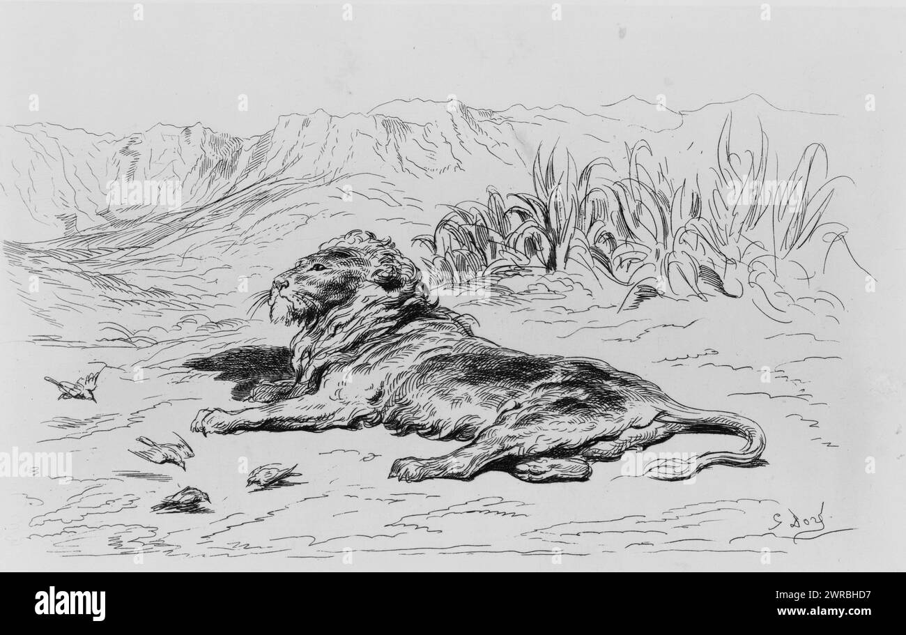 Lion, G. Doré., Doré, Gustave, 1832-1883, artist, 18, Lions, 1800-1890, Etchings, 1800-1890., Etchings, 1800-1890, 1 print: etching, 12.9 x 20.2 cm Stock Photo