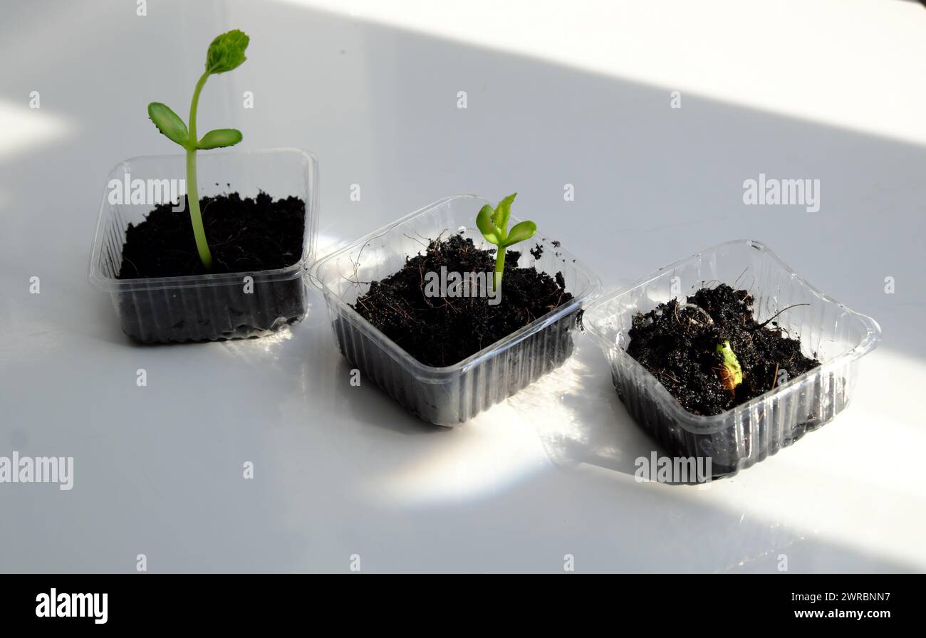 Reuse waste to make plastic pot for sow seeds, sprout growth make new plant from soil, recycle and plant a tree make environmental protection and eco Stock Photo