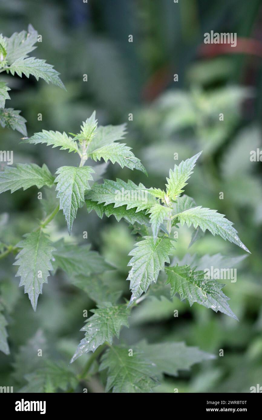 Gypsywort, Lycopus europaeus, plant without flowers in close up with a background of blurred leaves. Stock Photo