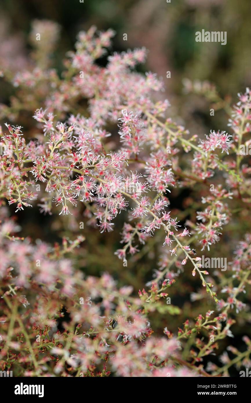 Pink Astilbe simplicifolia hybrid variety Sprite flowers in close up with a background of blurred leaves and flowers. Stock Photo