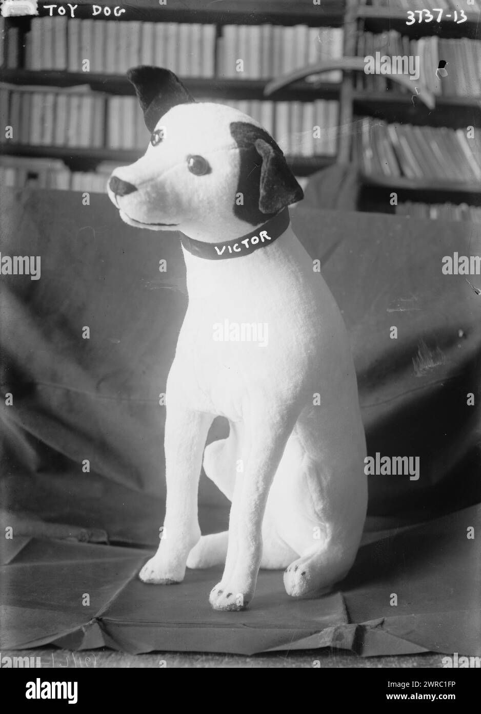 Toy dog Victor, Photograph shows a stuffed toy version of the dog 'Nipper' (1884-1895) who became famous as the advertising symbol for a number of audio recording companies including RCA Victor., between ca. 1910 and ca. 1920, Glass negatives, 1 negative: glass Stock Photo