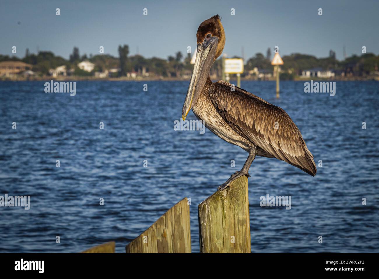 pelican Stock Photo