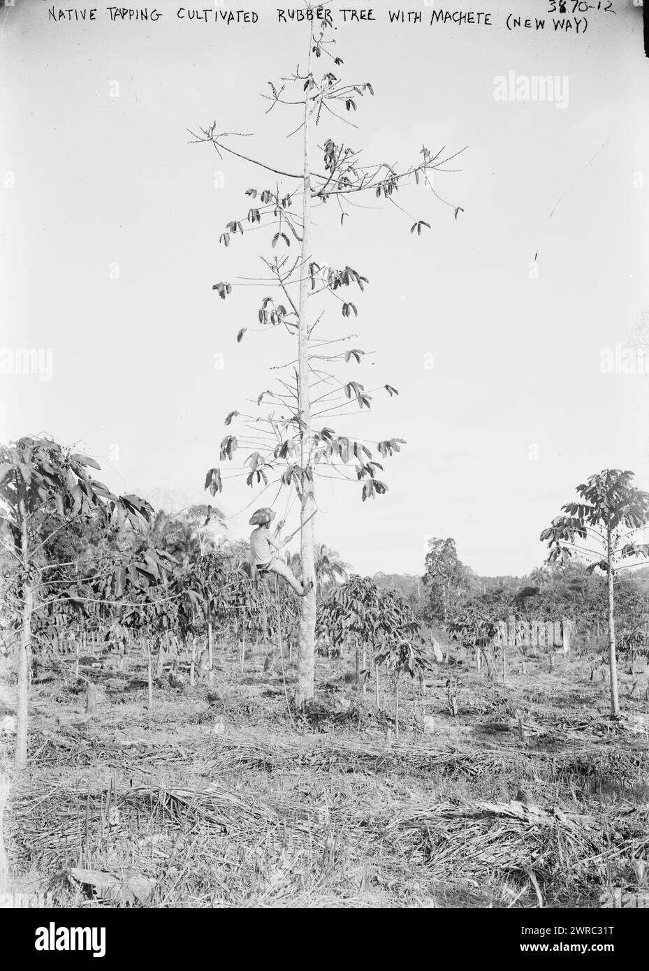 Native tapping Cultivated Rubber Tree with Machete (New Way), between ca. 1915 and ca. 1920, Glass negatives, 1 negative: glass Stock Photo