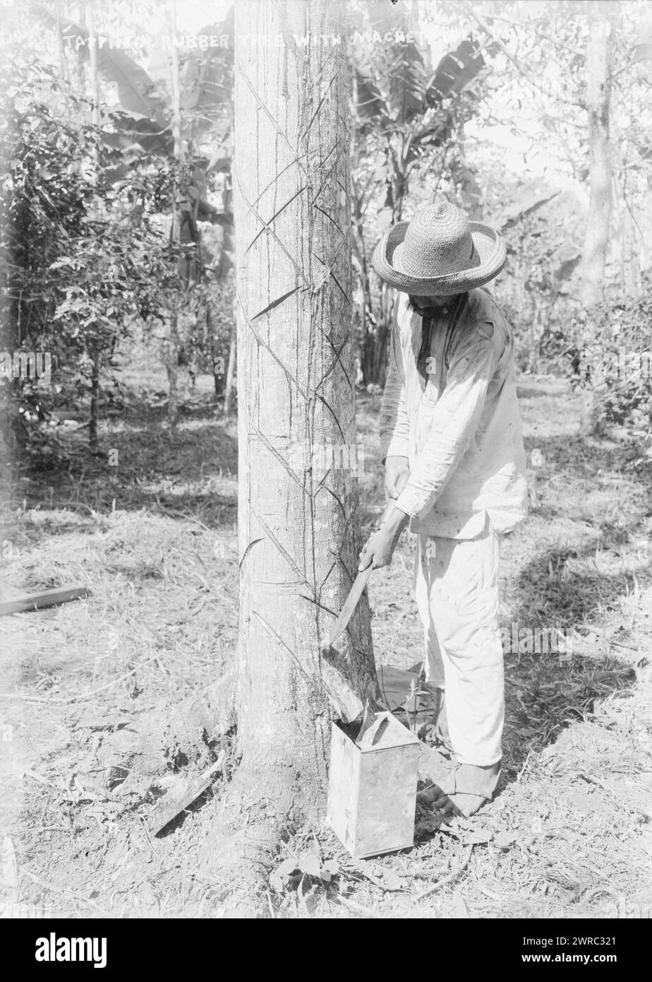 Tapping Rubber Tree with machete (Old Way), between ca. 1915 and ca. 1920, Glass negatives, 1 negative: glass Stock Photo