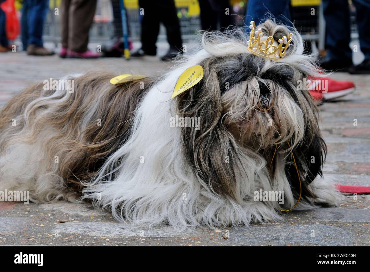 London, UK, 11th March, 2024. A dog wearing a crown with Republic, the anti-monarchist group outside the Commonwealth Day service at Westminster Abbey. Credit: Eleventh Hour Photography/Alamy Live News Stock Photo