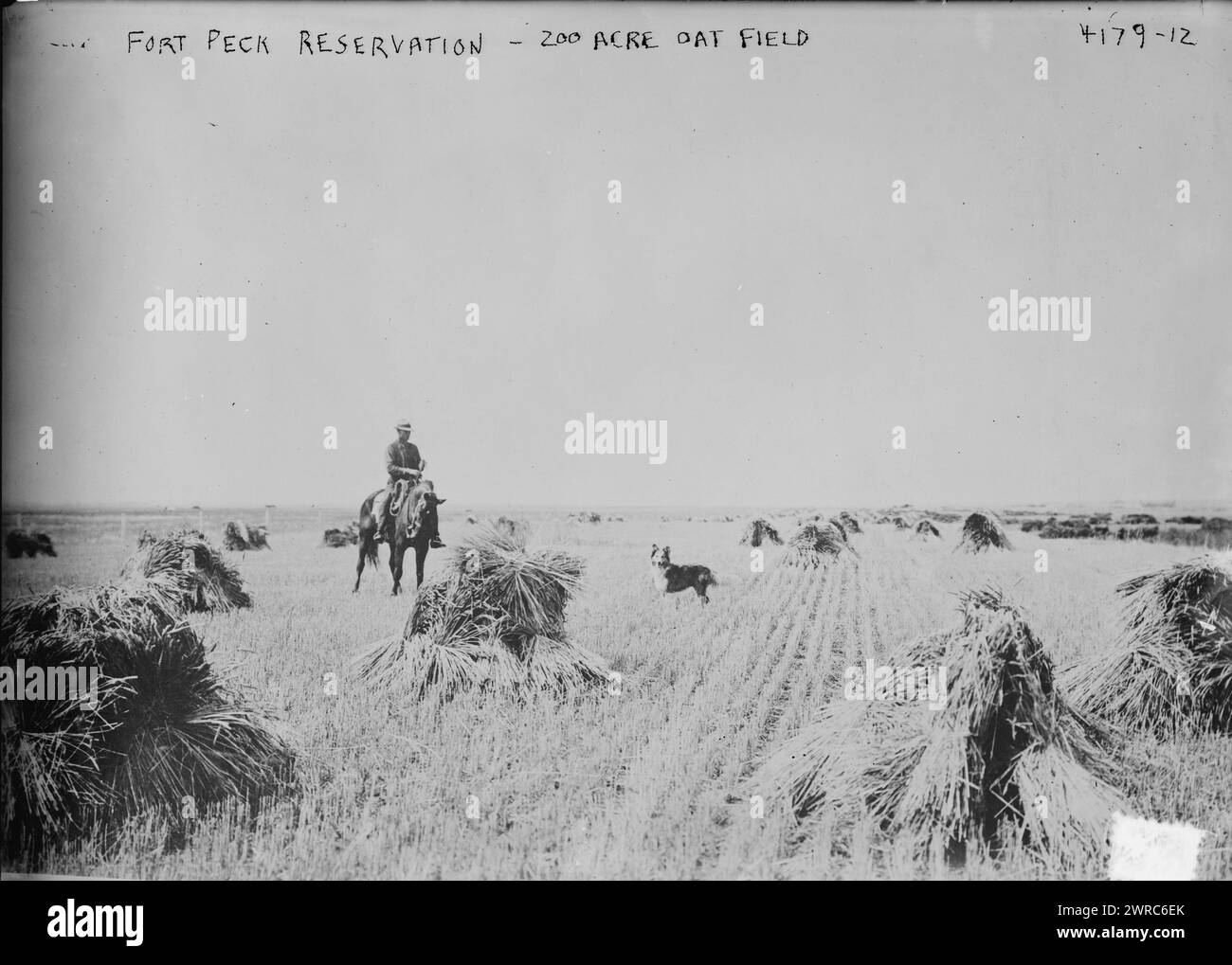 Fort Peck Reservation, - 200 acre oat field, Photograph shows an oat field with a man on a horse, on Fort Peck Indian Reservation, Montana which was home to the Assiniboine and Sioux tribes., between ca. 1915 and ca. 1920, Glass negatives, 1 negative: glass Stock Photo