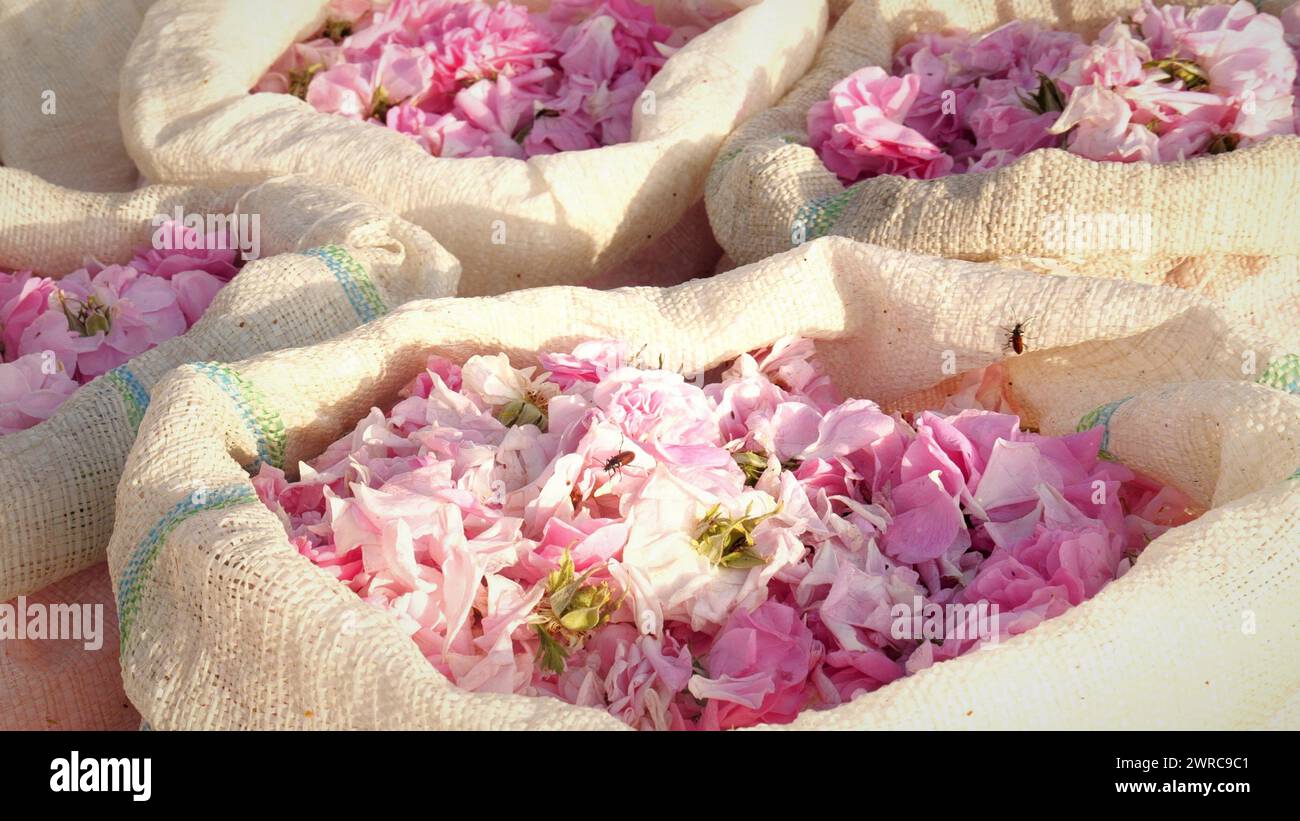Bags with rose petals collected for organic rose oil obtained by steam distillation. Agricultural industry Stock Photo