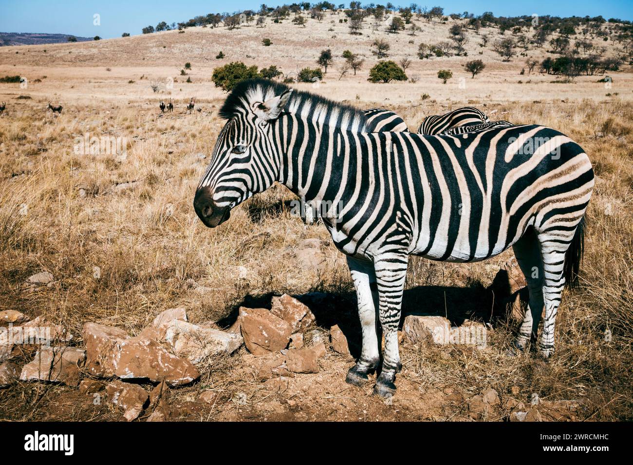 Zebra in its natural habitat in a wildlife preserve area in Gauteng province of South Africa Stock Photo