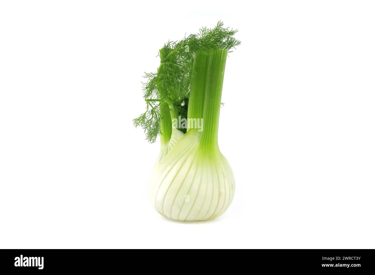Whole fennel bulb predominantly light yellow, with contrasting shades