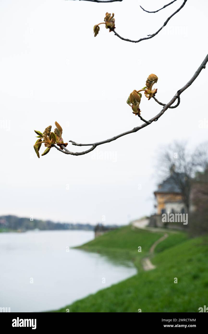 Branch hanging over water hi-res stock photography and images - Alamy