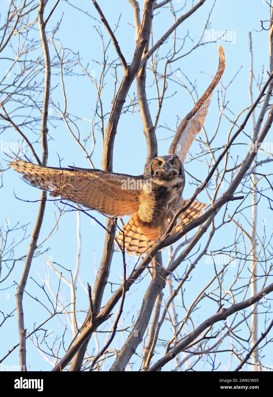 Great-horned Owl flying in the forest, Quebec, Canada Stock Photo
