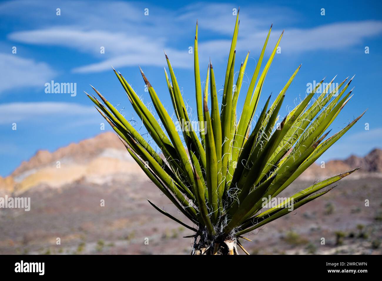Yucca plant Mojave desert in Eldorado Valley with conglomerate sandstone landscape Stock Photo