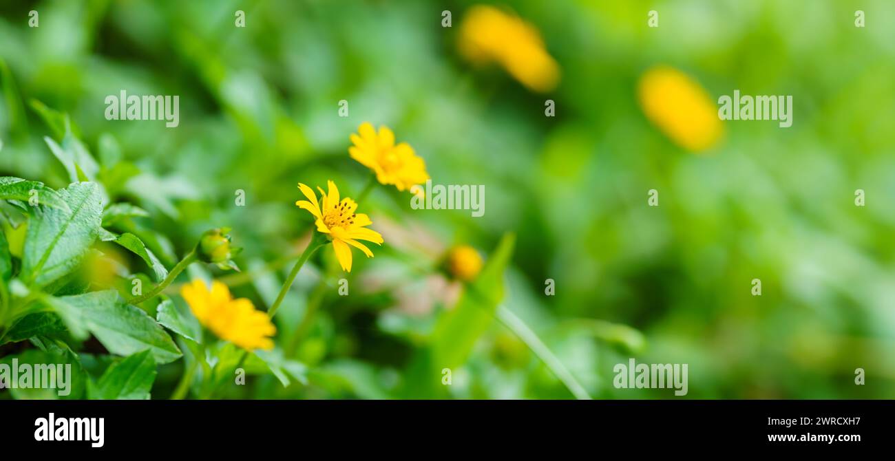 Closeup of yellow Wedelia flower under sunlight with copy space using as background natural green plants landscape, ecology wallpaper cover page conce Stock Photo