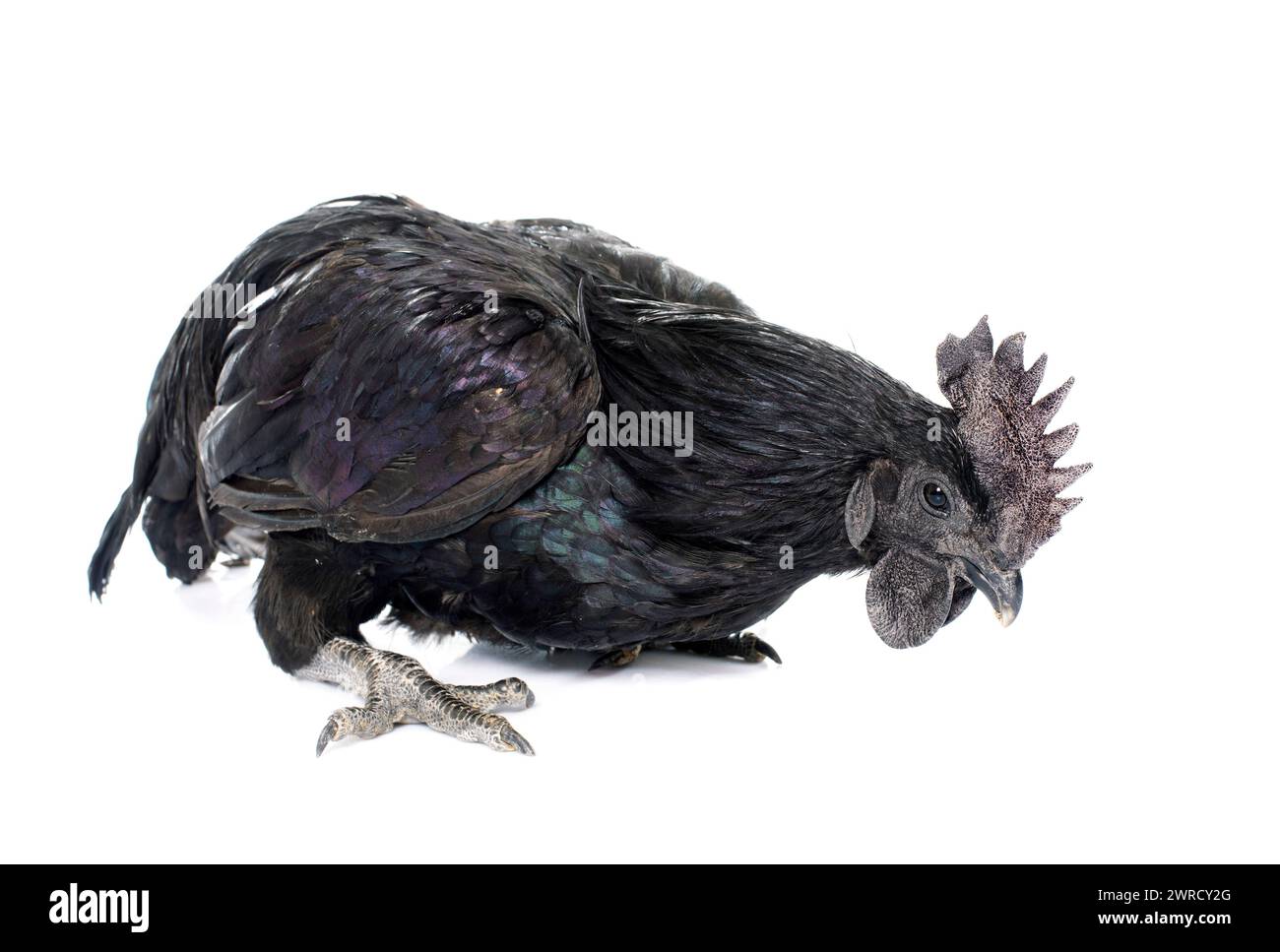rooster ayam cemani in front of white background Stock Photo