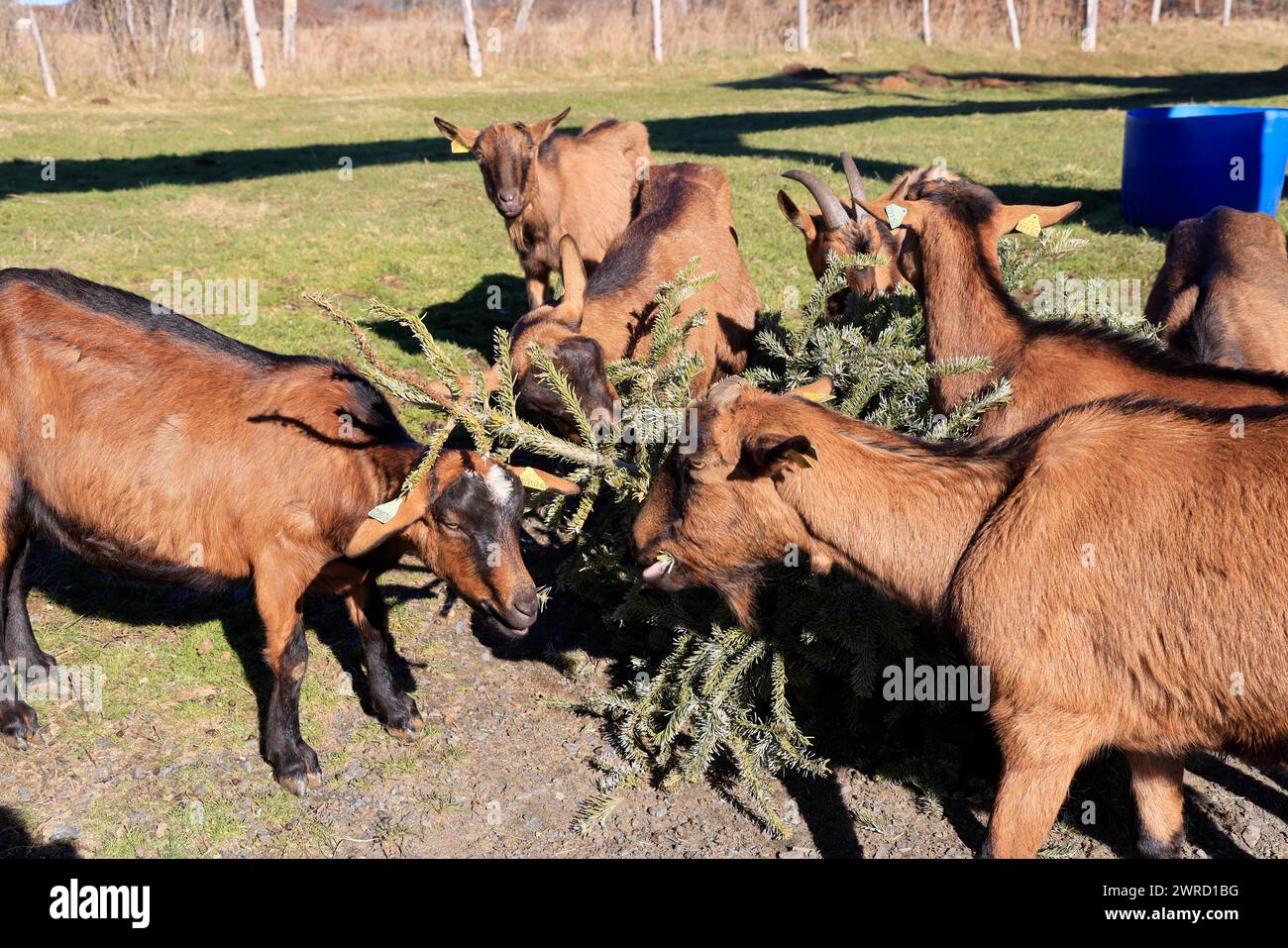 Ecological recycling of the Christmas tree by feeding it to goats. Fir