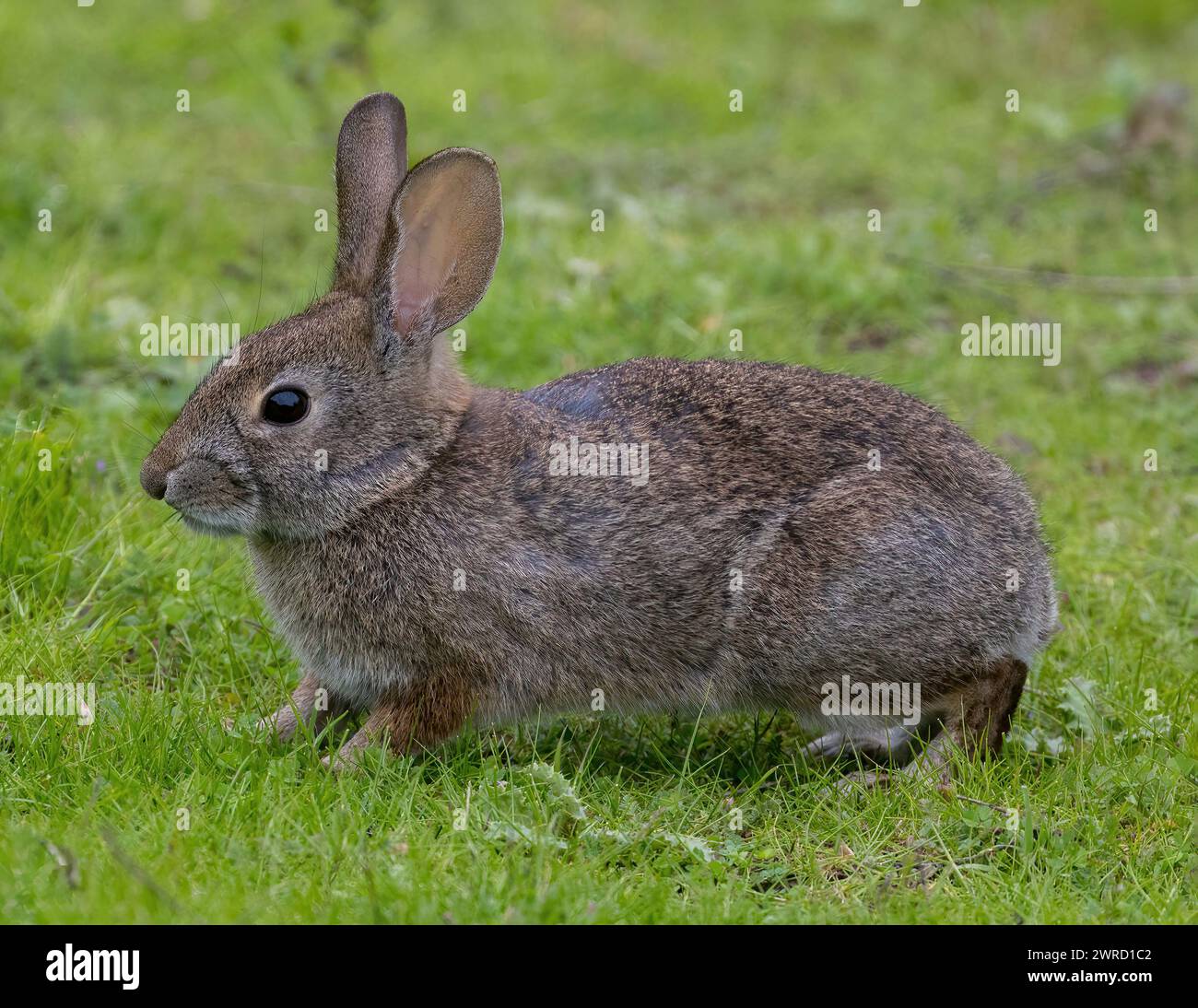 Desert Cottontail Rabbit in grassy field. Arastradero Preserve, Santa Clara County, California, USA. Stock Photo