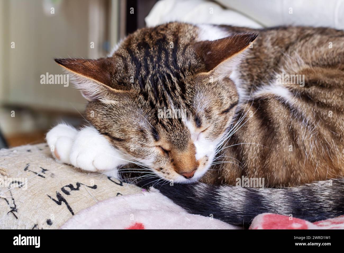 Sad tabby cat lying at home close up Stock Photo - Alamy