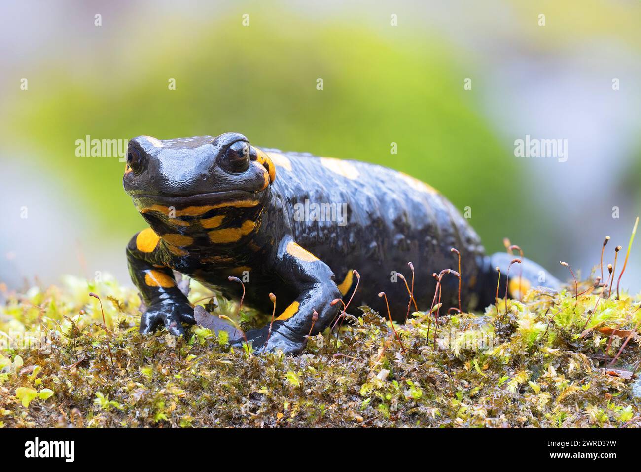 fire salamander in natural habitat, curious animal looking at the camera (Salamandra salamandra) Stock Photo