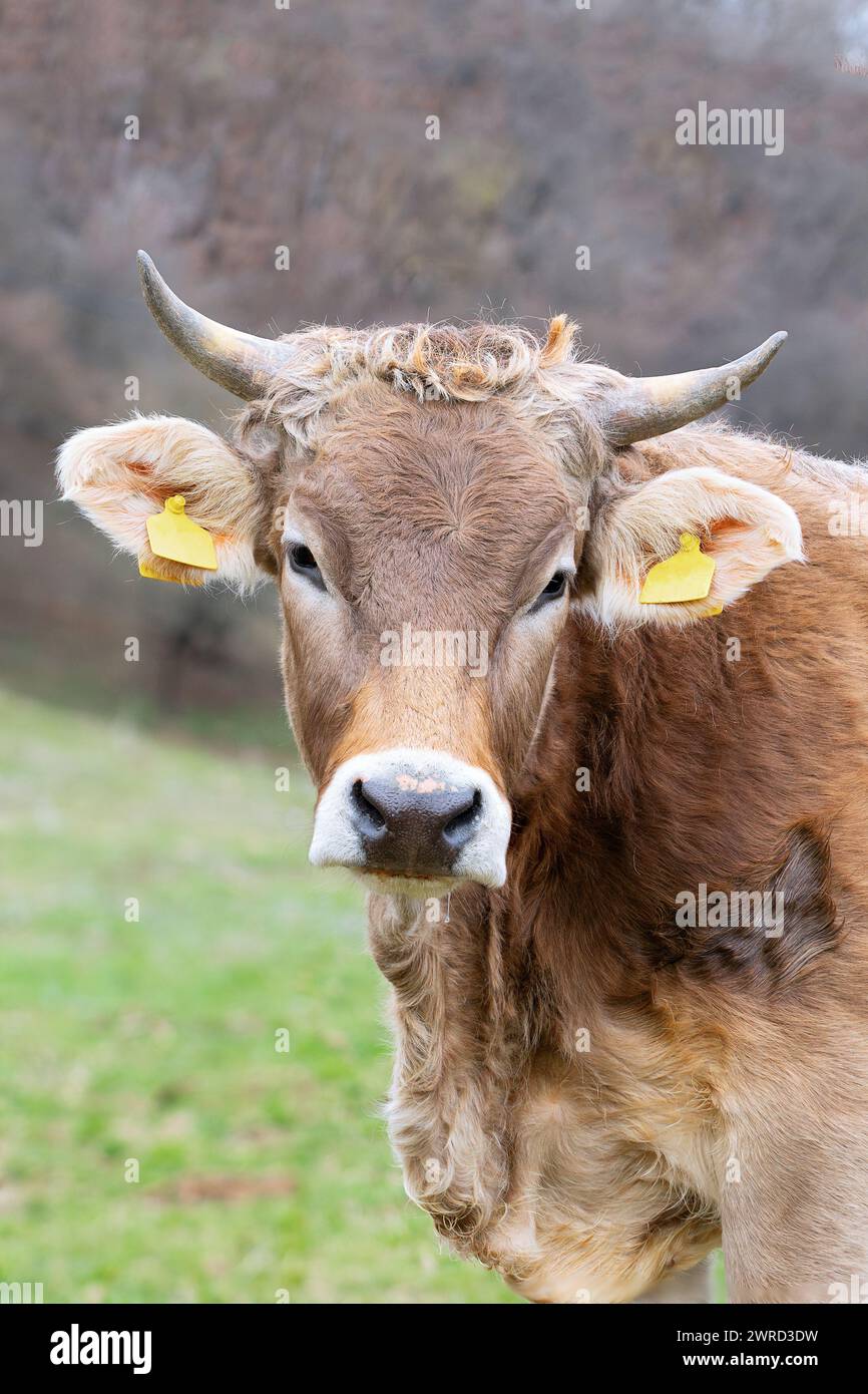 portrait of curious cow at the farm, domestic animal looking at the camera Stock Photo