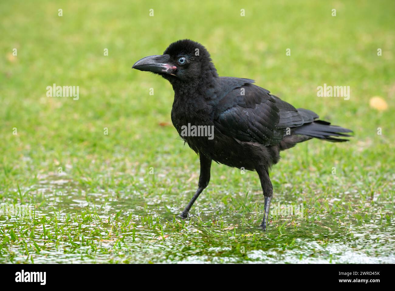 Portrait image of single young raven crow chic stays in puddle clear water splashes on wings in park Stock Photo