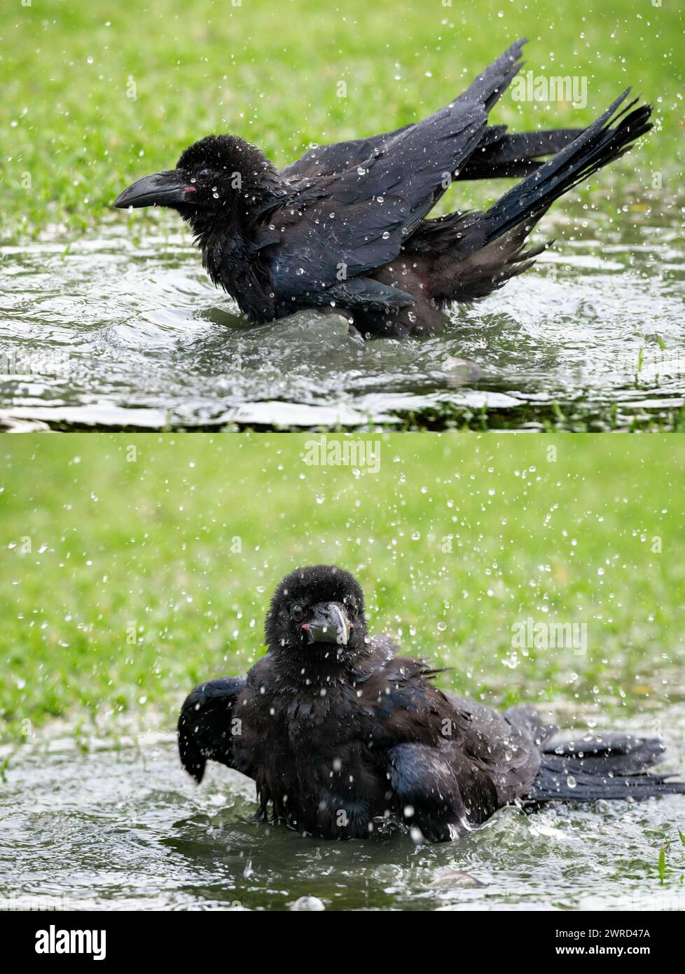 Portrait image of single young raven crow chic wallows bathes in puddle clear water splashes in park Stock Photo
