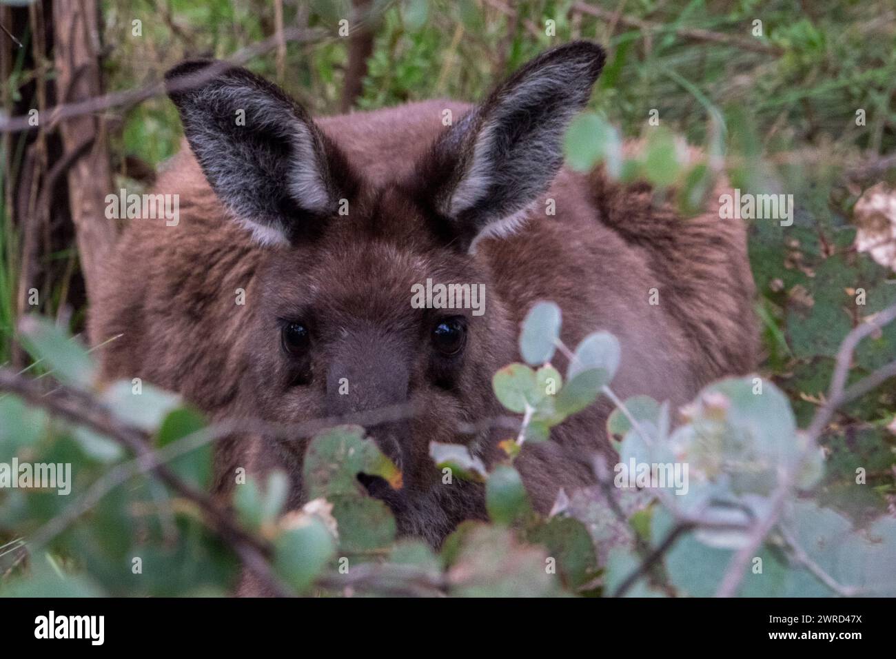 Red Kangaroo Stock Photo