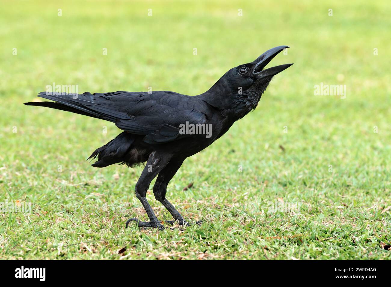 Portrait image of single large raven caws in the park outdoor Stock Photo