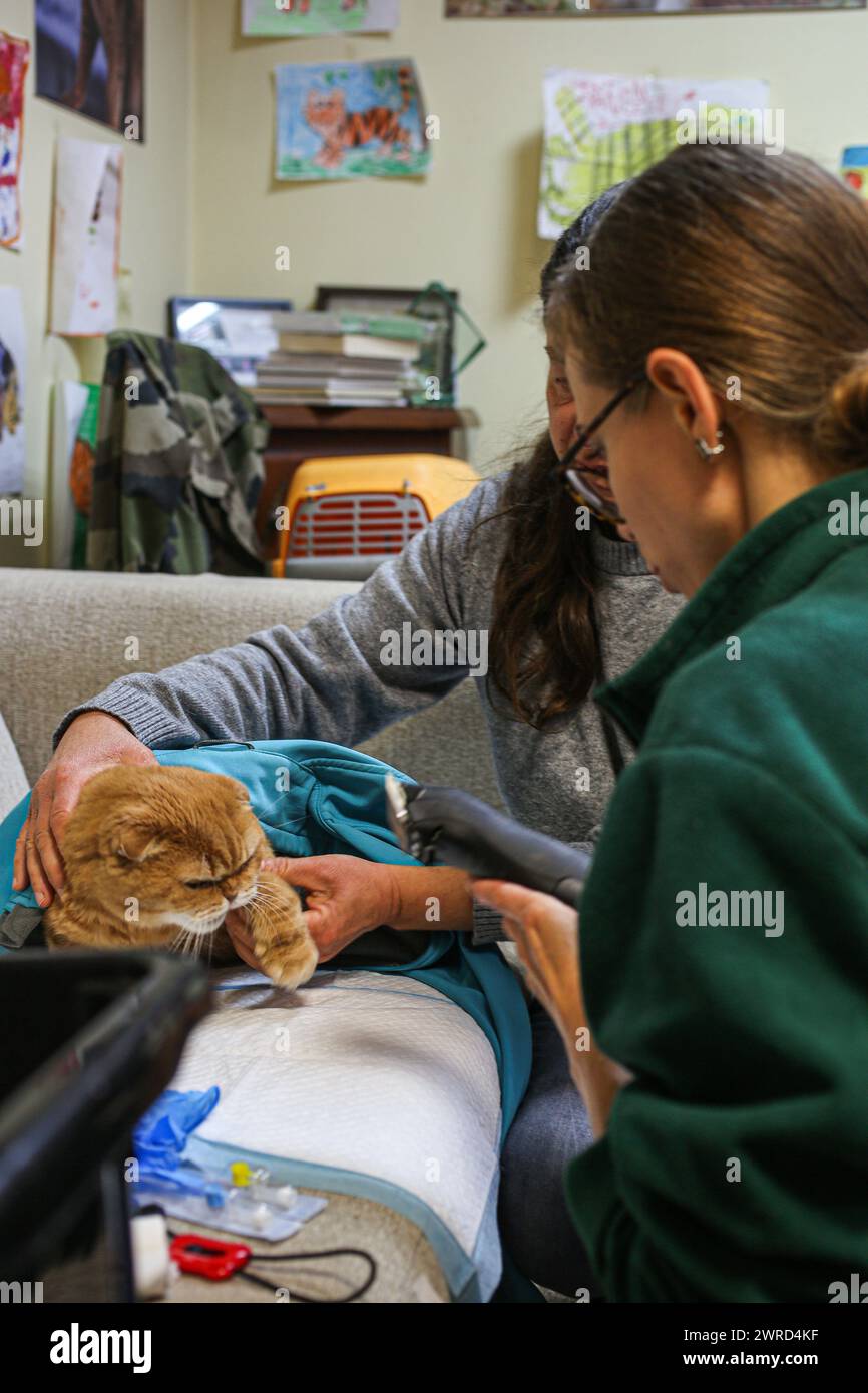 Poznan, Poznan, Poland. 12th Mar, 2024. EWA ZGRABCZYNSKA dismissed director of Poznan zoo and a Zoo veterinarian, tend to an orange cat nick-named Garfield in Zoo office. The cat, who was a rescue from Ukraine underwent grave illness and was treated in the zoo where most animals, both domestic and wildlife were quarantined on the grounds of the zoo or in other people's domiciles and then taken into transport in other parts of Europe (for wildlife) and re-homed (Credit Image: © Bianca Otero/ZUMA Press Wire) EDITORIAL USAGE ONLY! Not for Commercial USAGE! Stock Photo