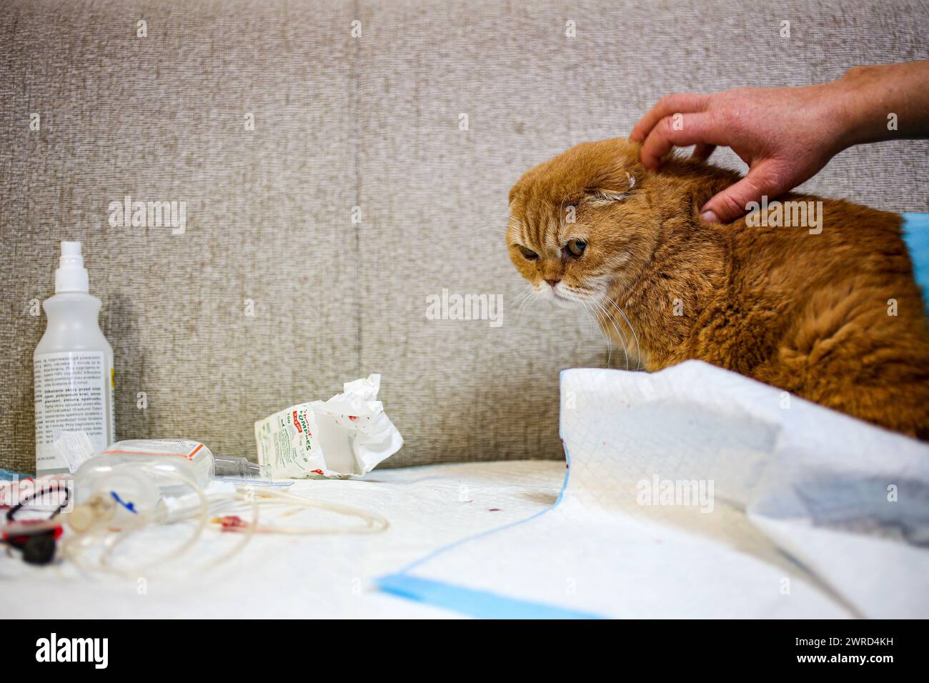 Poznan, Poznan, Poland. 12th Mar, 2024. EWA ZGRABCZYNSKA dismissed director of Poznan zoo's hand scratches a cat named Garfield who was given treatment for an illness, injury and infection from transport. The cat, who was a rescue from Ukraine underwent grave illness and was treated in the zoo where most animals, both domestic and wildlife were quarantined on the grounds of the zoo or in other people's domiciles and then taken into transport in other parts of Europe (for wildlife) and re-homed (Credit Image: © Bianca Otero/ZUMA Press Wire) EDITORIAL USAGE ONLY! Not for Commercial USAGE! Stock Photo