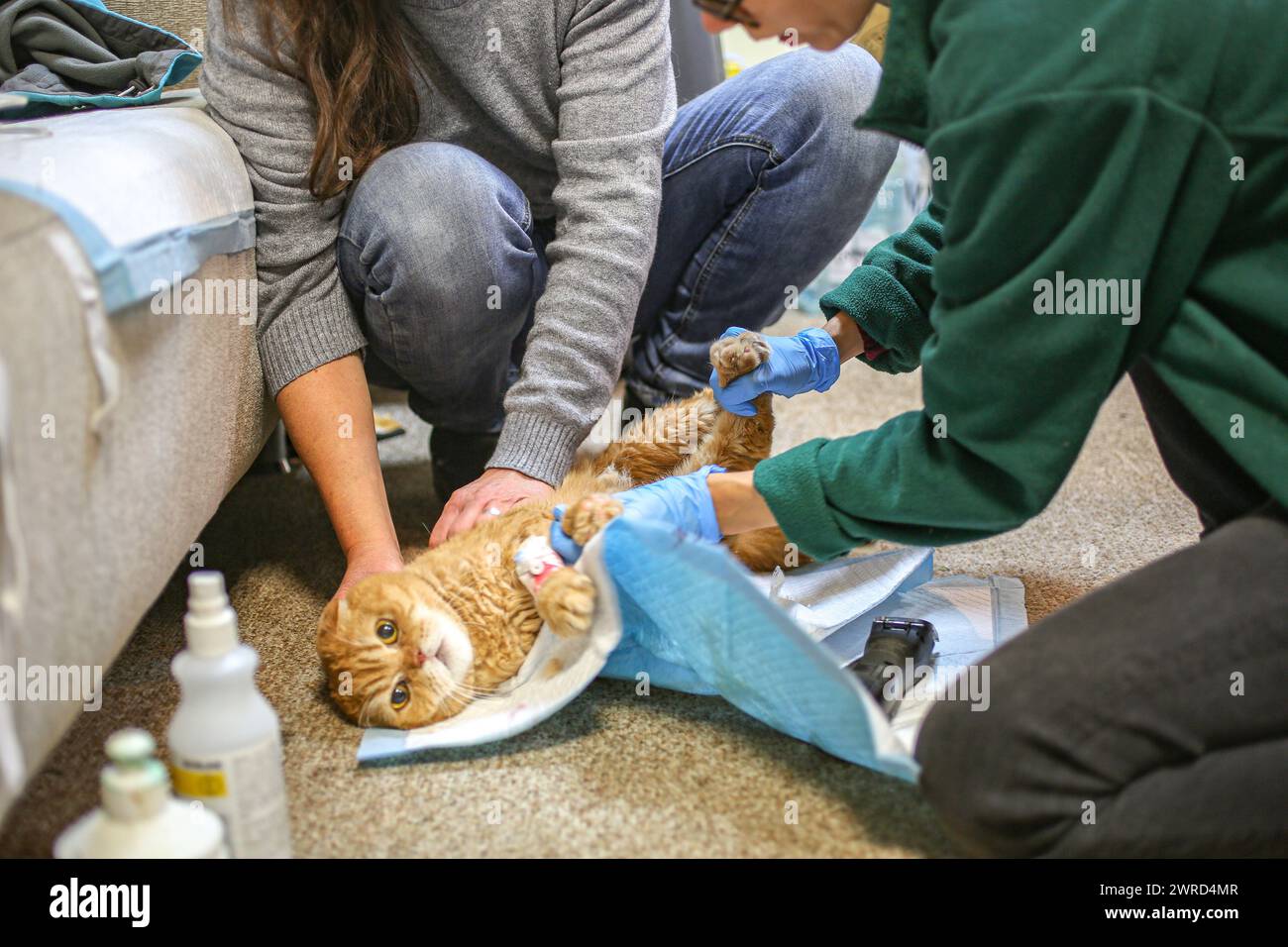 Poznan, Poznan, Poland. 12th Mar, 2024. EWA ZGRABCZYNSKA dismissed director of Poznan zoo and a Zoo veterinarian, hold down an orange cat nick-named Garfield that can be seen growling before administrating medicine for an illness and injury. The cat, who was a rescue from Ukraine underwent grave illness and was treated in the zoo where most animals, both domestic and wildlife were quarantined on the grounds of the zoo or in other people's domiciles and then taken into transport in other parts of Europe (for wildlife) and re-homed (Credit Image: © Bianca Otero/ZUMA Press Wire) EDITORIAL USAG Stock Photo