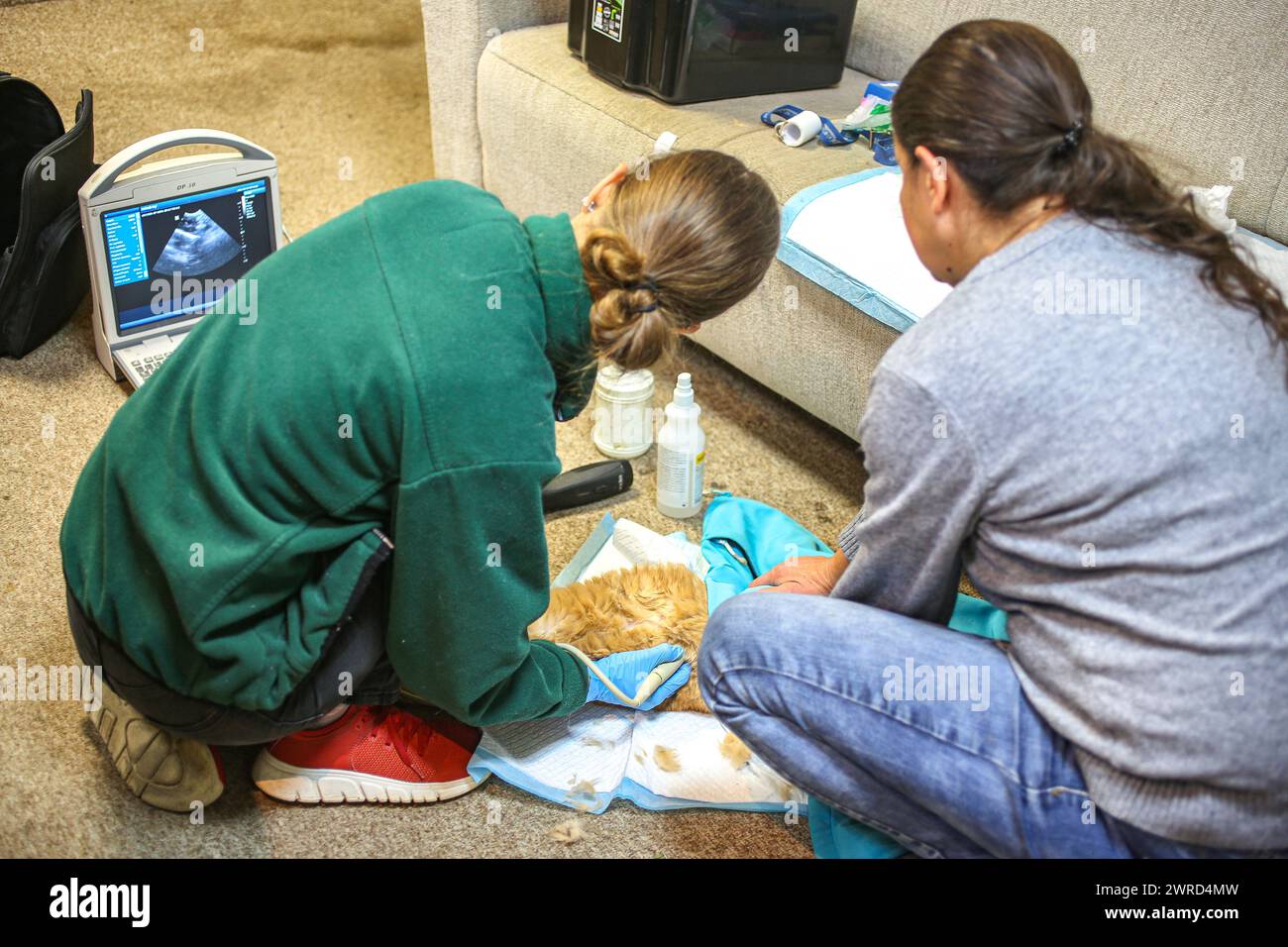 Poznan, Poznan, Poland. 12th Mar, 2024. EWA ZGRABCZYNSKA dismissed director of Poznan and a Zoo veterinarian, take an ultrasound look on the belly of a cat, that became ill and injured. The cat, who was a rescue from Ukraine underwent grave illness and was treated in the zoo where most animals, both domestic and wildlife were quarantined on the grounds of the zoo or in other people's domiciles and then taken into transport in other parts of Europe (for wildlife) and re-homed (Credit Image: © Bianca Otero/ZUMA Press Wire) EDITORIAL USAGE ONLY! Not for Commercial USAGE! Stock Photo