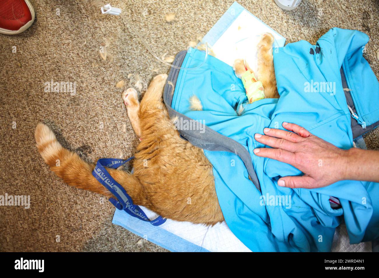 Poznan, Poznan, Poland. 12th Mar, 2024. EWA ZGRABCZYNSKA dismissed director of Poznan zoo's hand holds a resting orange cat nick-named Garfield who was given treatment for an illness, injury and infection from transport. The cat, who was a rescue from Ukraine underwent grave illness and was treated in the zoo where most animals, both domestic and wildlife were quarantined on the grounds of the zoo or in other people's domiciles and then taken into transport in other parts of Europe (for wildlife) and re-homed (Credit Image: © Bianca Otero/ZUMA Press Wire) EDITORIAL USAGE ONLY! Not for Com Stock Photo