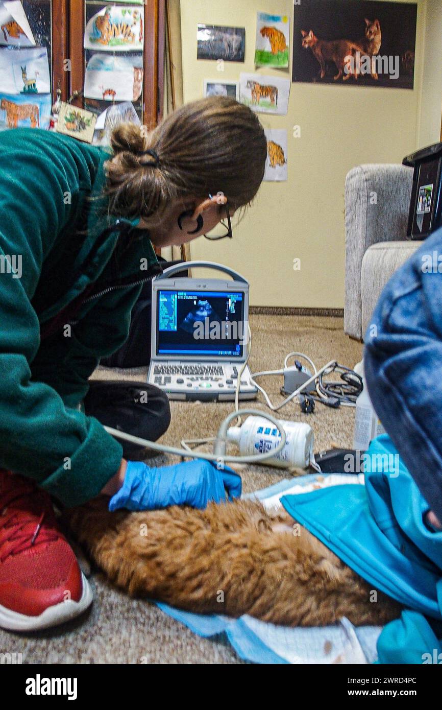 Poznan, Poznan, Poland. 12th Mar, 2024. EWA ZGRABCZYNSKA dismissed director of Poznan and a Zoo veterinarian, take an ultrasound look on the belly of a cat, that became ill and injured. The cat, who was a rescue from Ukraine underwent grave illness and was treated in the zoo where most animals, both domestic and wildlife were quarantined on the grounds of the zoo or in other people's domiciles and then taken into transport in other parts of Europe (for wildlife) and re-homed (Credit Image: © Bianca Otero/ZUMA Press Wire) EDITORIAL USAGE ONLY! Not for Commercial USAGE! Stock Photo