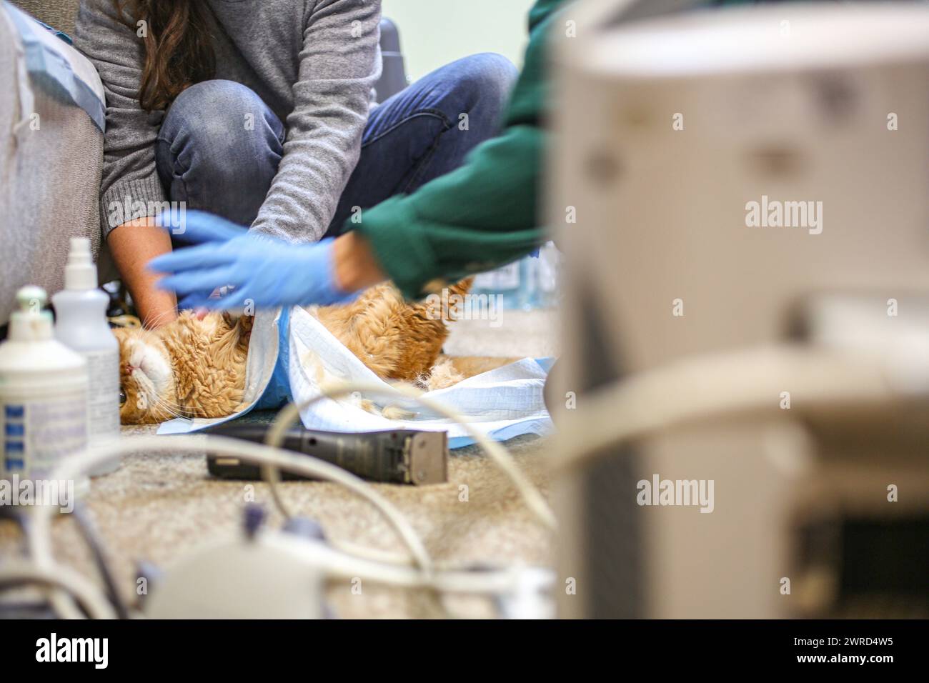 Poznan, Poznan, Poland. 12th Mar, 2024. EWA ZGRABCZYNSKA dismissed director of Poznan zoo holds down a cat to keep it still while a Zoo veterinarian, gestures with hands and connects a ultrasound gel on the cat's belly. The cat, who was a rescue from Ukraine underwent grave illness and was treated in the zoo where most animals, both domestic and wildlife were quarantined on the grounds of the zoo or in other people's domiciles and then taken into transport in other parts of Europe (for wildlife) and re-homed (Credit Image: © Bianca Otero/ZUMA Press Wire) EDITORIAL USAGE ONLY! Not for Comm Stock Photo