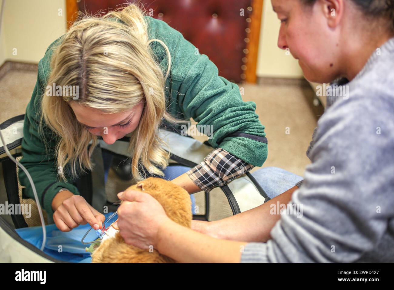 Poznan, Poznan, Poland. 12th Mar, 2024. EWA ZGRABCZYNSKA dismissed director of Poznan zoo and a Zoo staff, check on a cat in Zoo office.The cat, who was a rescue from Ukraine underwent grave illness and was treated in the zoo where most animals, both domestic and wildlife were quarantined on the grounds of the zoo or in other people's domiciles and then taken into transport in other parts of Europe (for wildlife) and re-homed (Credit Image: © Bianca Otero/ZUMA Press Wire) EDITORIAL USAGE ONLY! Not for Commercial USAGE! Stock Photo
