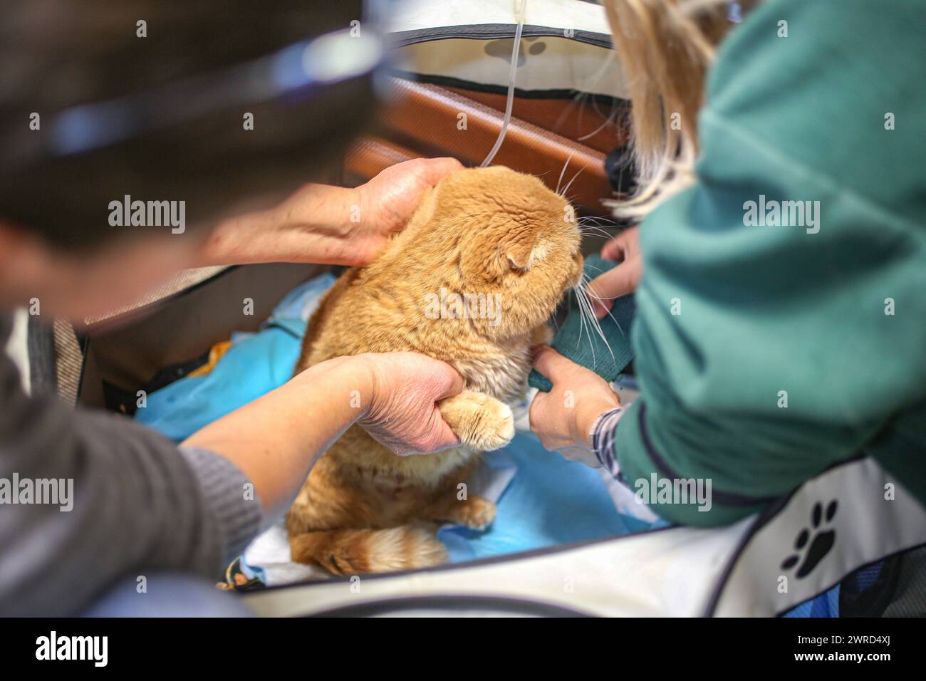 Poznan, Poznan, Poland. 12th Mar, 2024. EWA ZGRABCZYNSKA dismissed director of Poznan zoo and a Zoo staff, check on an orange cat nick-named Garfield in Zoo office.The cat, who was a rescue from Ukraine underwent grave illness and was treated in the zoo where most animals, both domestic and wildlife were quarantined on the grounds of the zoo or in other people's domiciles and then taken into transport in other parts of Europe (for wildlife) and re-homed (Credit Image: © Bianca Otero/ZUMA Press Wire) EDITORIAL USAGE ONLY! Not for Commercial USAGE! Stock Photo