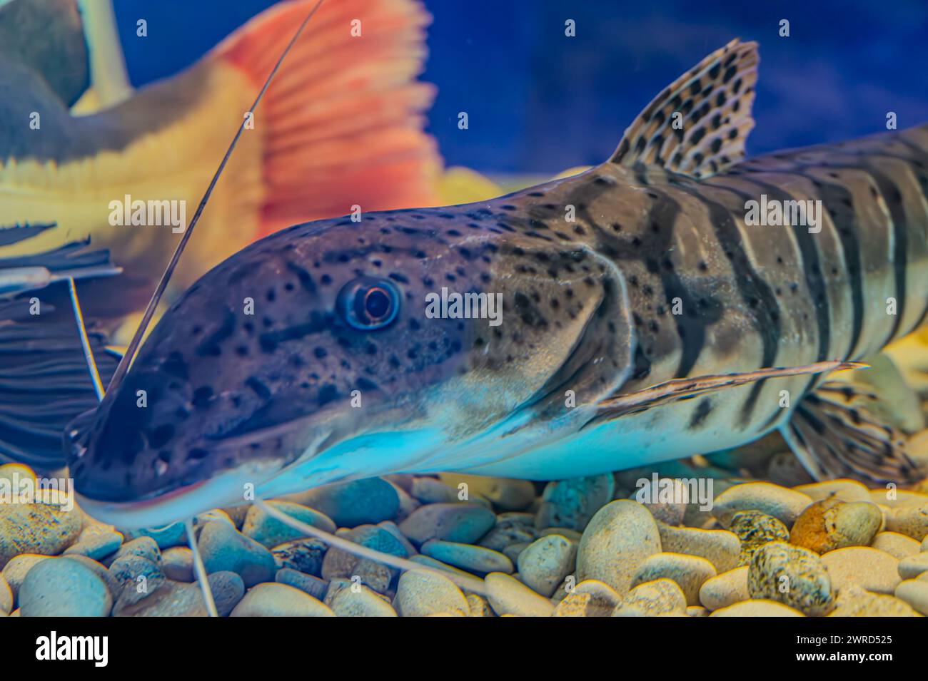 tiger shovelnose catfish swimming in a tank with a decorative ornament. The catfish has a patterned body with distinctive barbels. leopart catfish or Stock Photo