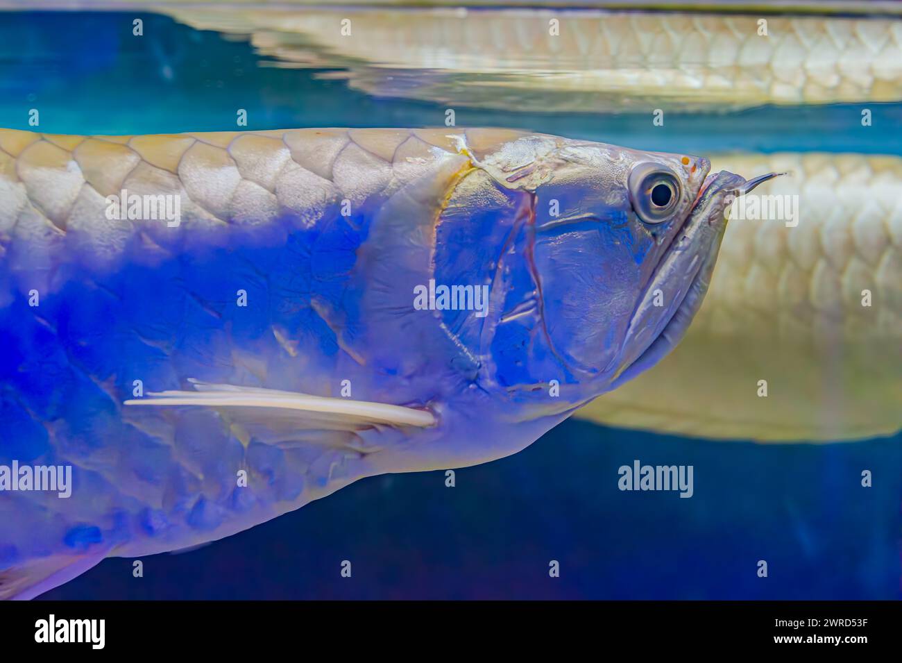 close-up of a silver arowana fish. The fish has a long, slender body with large scales and a shimmery silver color. Asian gold arowana fish face close Stock Photo