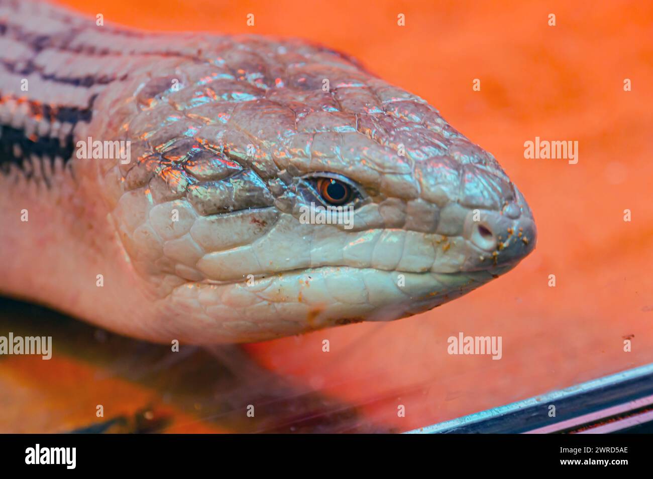 Skink lizard family Scincidae. Head close-up. Skinks are popular lizards for keeping in a home terrarium with an unusual long blue tongue. Blue-tongue Stock Photo