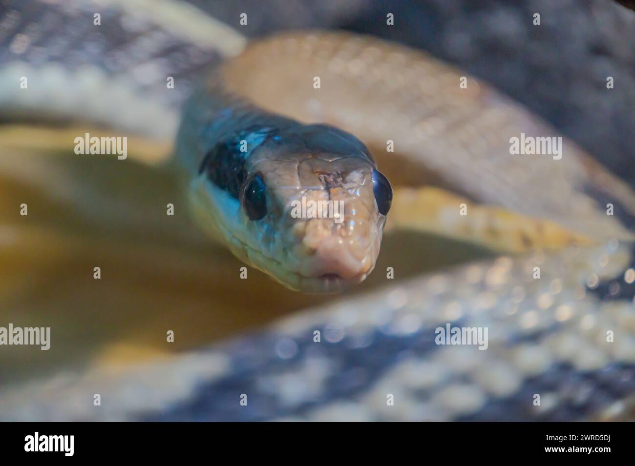 Fire Ball Python Snake wrapped around a branch. python, a popular pet ...