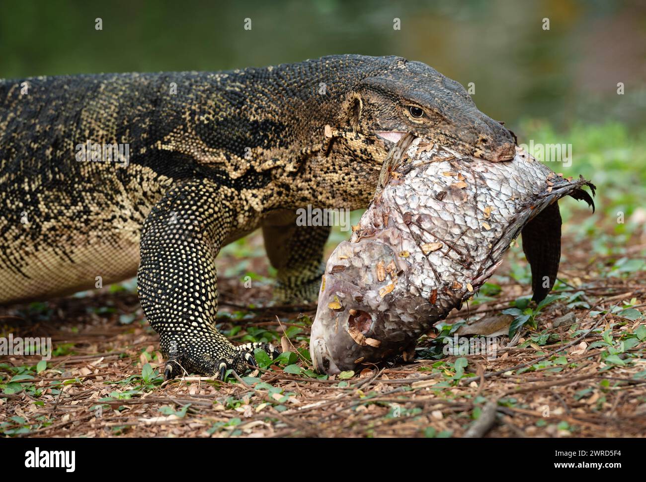 Fish lizard hi-res stock photography and images - Page 3 - Alamy