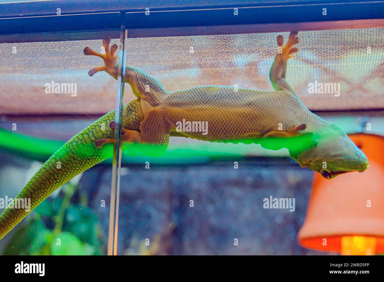 gecko hanging upside down from a wire. Geckos have specialized toe pads